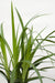 Carex Morrowii 'Irish Green' - ↨40Cm - Ø19 - Gress - Uteplante