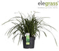 Carex Morrowii 'Irish Green' - ↨40Cm - Ø19 - Gress - Uteplante