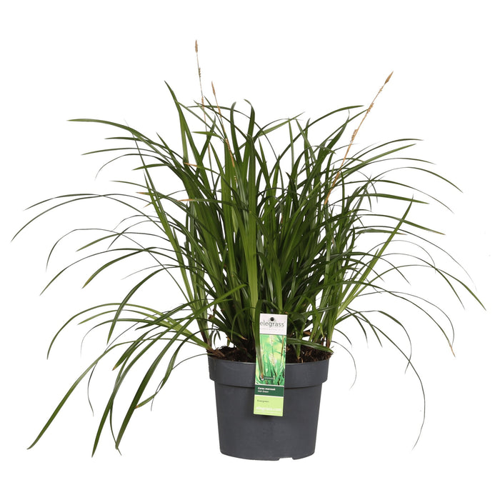 Carex Morrowii 'Irish Green' - ↨40Cm - Ø19 - Gress - Uteplante