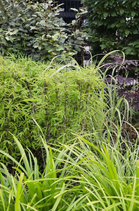 Carex Morrowii 'Irish Green' - ↨40Cm - Ø19 - Gress - Uteplante