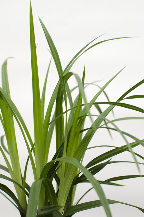 Carex Morrowii 'Irish Green'