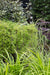 Carex Morrowii 'Irish Green' - Sett Med 3