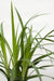 Carex Morrowii 'Irish Green' - Sett Med 3