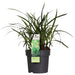 Carex Morrowii 'Irish Green' - Sett Med 3