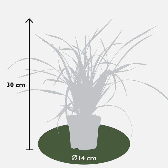 Carex Morrowii 'Irish Green' - Sett Med 3