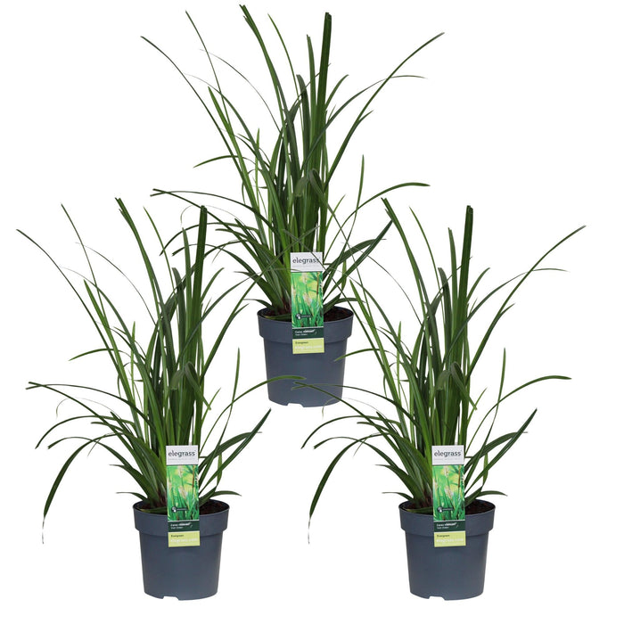 Carex Morrowii 'Irish Green' - Sett Med 3