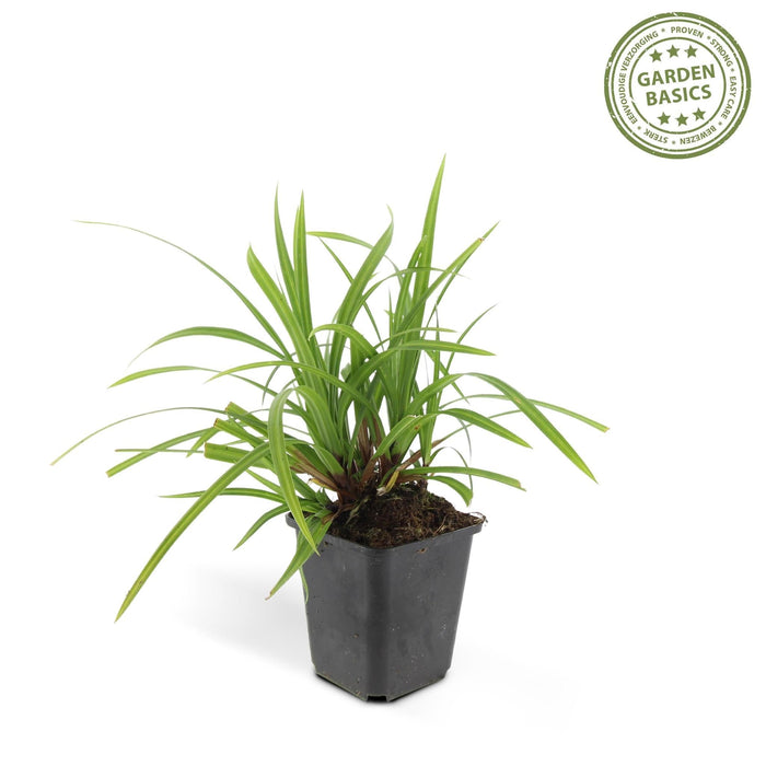 Carex Morrowii 'Irish Green' - Sett Med 6 Stk