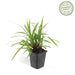 Carex Morrowii 'Irish Green' - Sett Med 6 Stk