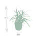 Carex Morrowii 'Irish Green' - Sett Med 6 Stk