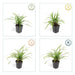 Carex Morrowii 'Irish Green' - Sett Med 6 Stk