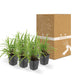 Carex Morrowii 'Irish Green' - Sett Med 6 Stk