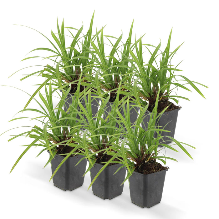 Carex Morrowii 'Irish Green' - Sett Med 6 Stk