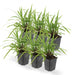 Carex Morrowii 'Irish Green' - Sett Med 6 Stk