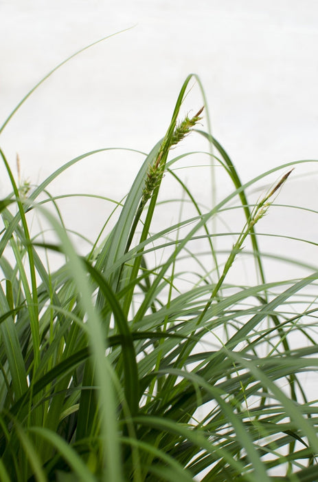 Carex 'Ribbon Falls' - ↨60Cm - Ø23 - Flerårig Plante