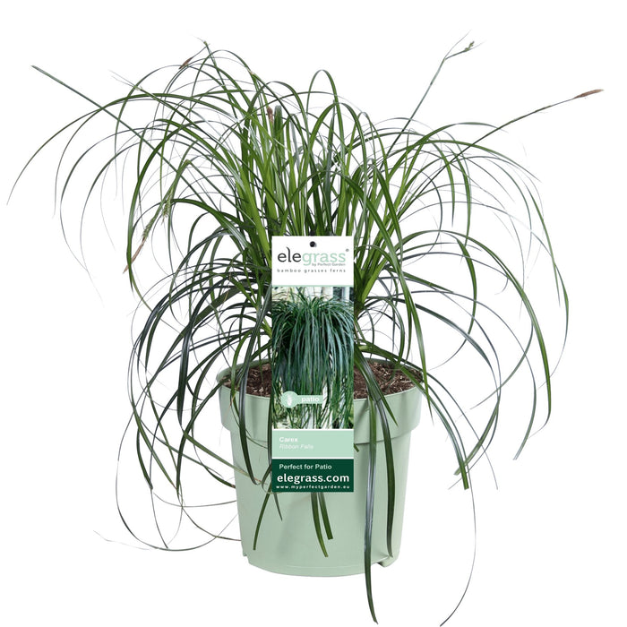 Carex 'Ribbon Falls' - ↨60Cm - Ø23 - Flerårig Plante