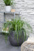 Carex 'Ribbon Falls' - ↨60Cm - Ø23 - Flerårig Plante