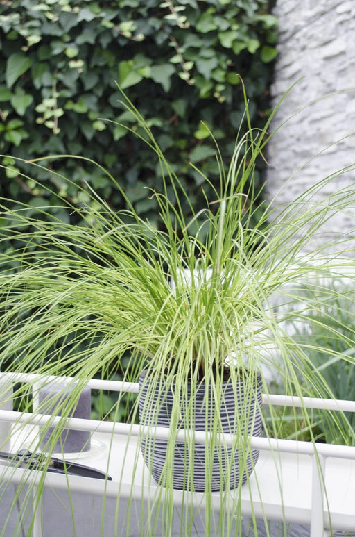 Carex Testacea 'Prairie Fire'