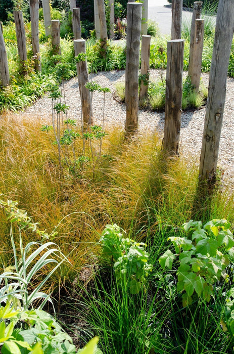 Carex Testacea 'Prairie Fire'