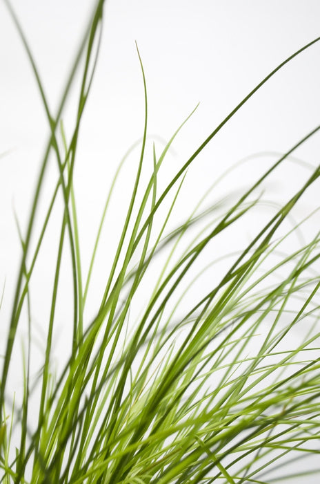 Carex Testacea 'Prairie Fire' - ↨40Cm - Ø19 - Gress - Uteplante