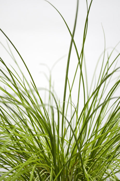 Carex Testacea 'Prairie Fire' - ↨40Cm - Ø19 - Gress - Uteplante