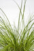 Carex Testacea 'Prairie Fire' - ↨40Cm - Ø19 - Gress - Uteplante