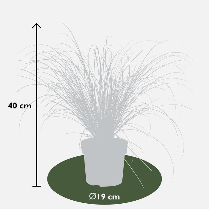 Carex Testacea 'Prairie Fire' - ↨40Cm - Ø19 - Gress - Uteplante