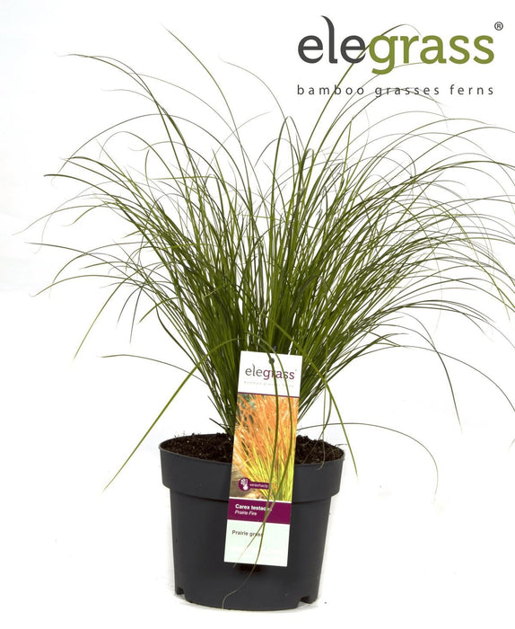 Carex Testacea 'Prairie Fire' - ↨40Cm - Ø19 - Gress - Uteplante