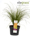 Carex Testacea 'Prairie Fire' - ↨40Cm - Ø19 - Gress - Uteplante