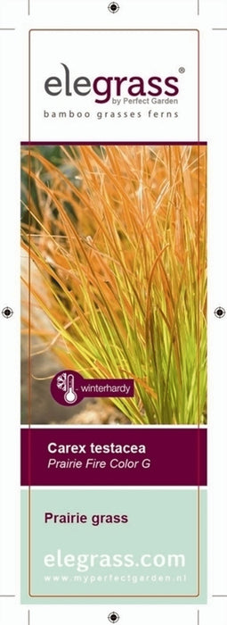 Carex Testacea 'Prairie Fire' - ↨40Cm - Ø19 - Gress - Uteplante