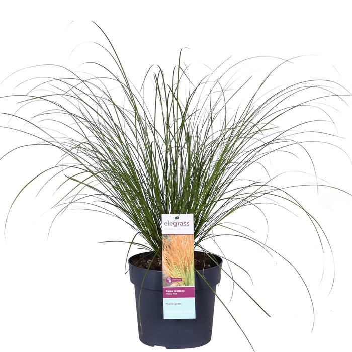 Carex Testacea 'Prairie Fire' - ↨40Cm - Ø19 - Gress - Uteplante