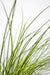 Carex Testacea 'Prairie Fire'