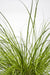 Carex Testacea 'Prairie Fire'