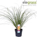 Carex Testacea 'Prairie Fire'