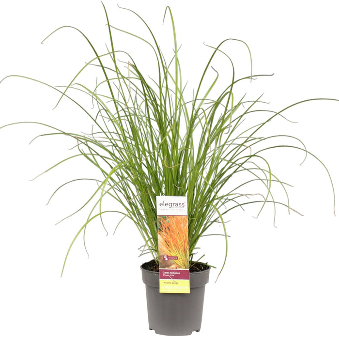 Carex Testacea 'Prairie Fire'