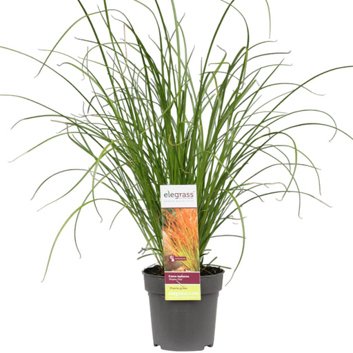 Carex Testacea 'Prairie Fire'