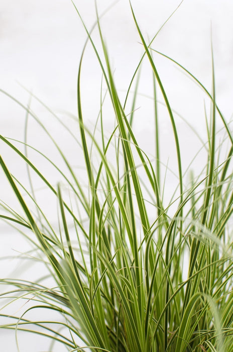 Carex Variegata Sedgesett På 3 - ↨30Cm - Ø14 - Utendørs Flerårig Plante