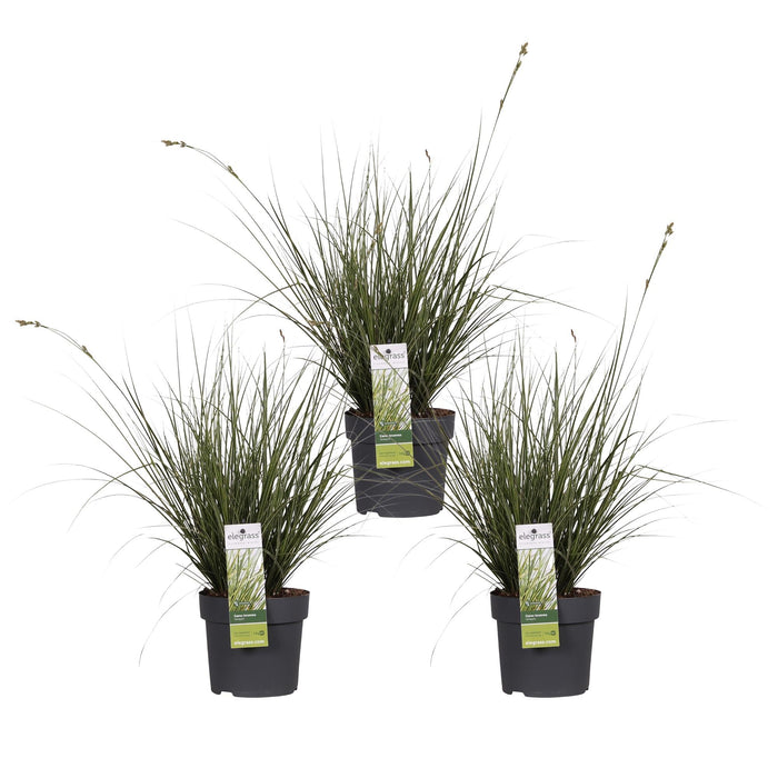 Carex Variegata Sedgesett På 3 - ↨30Cm - Ø14 - Utendørs Flerårig Plante