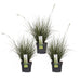 Carex Variegata Sedgesett På 3 - ↨30Cm - Ø14 - Utendørs Flerårig Plante