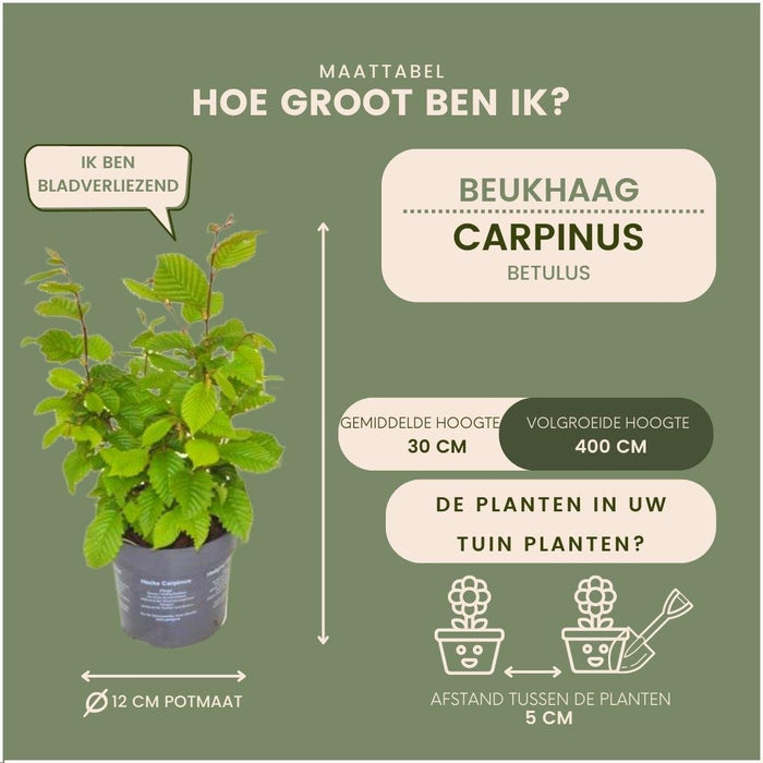 Carpinus Betulus - Sett Med 6 Stk