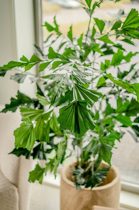 Caryota Mitis - Stor Kunstig Plante