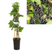 Cassissier Ribes D17Cm H75Cm