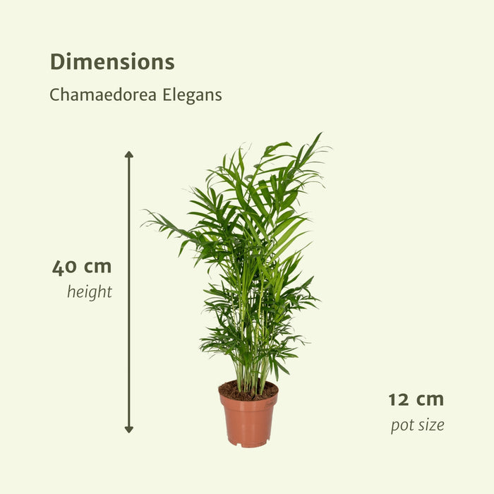 Chamaedorea Elegans - Sett Med 2