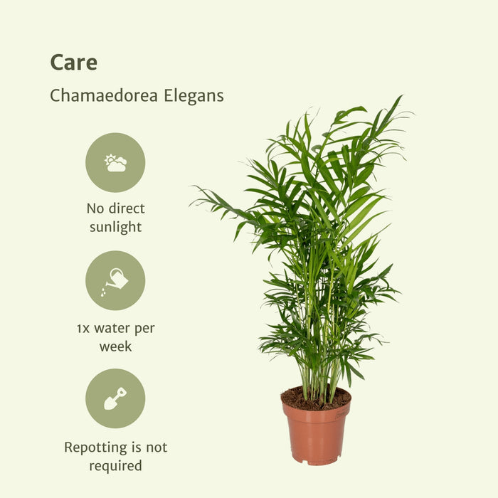 Chamaedorea Elegans - Sett Med 2