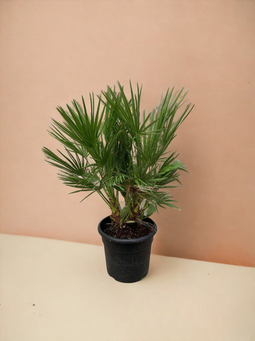 Chamaerops Humilis