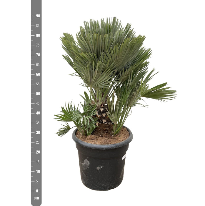 Chamaerops Humilis Compact H100Cm