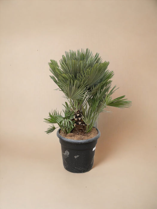 Chamaerops Humilis Compact H100Cm