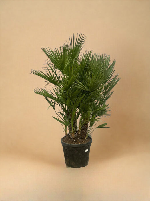 Chamaerops Humilis H180Cm