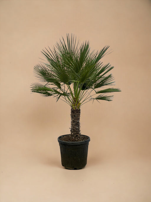 Chamaerops Humilis H180Cm