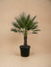 Chamaerops Humilis H180Cm