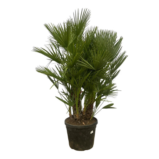 Chamaerops Humilis H180Cm